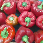 Rabitos de pimiento rojo