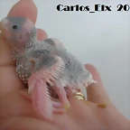1 polllo  17-4-11