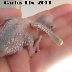 2 pollo  17-4-11