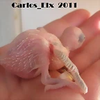 3 pollo  17-4-11