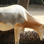 Zoo de Barcelona 22-08-11 188_resize