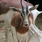 Zoo de Barcelona 22-08-11 282_resize