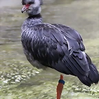 Zoo de Barcelona 22-08-11 175_resize