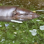Zoo de Barcelona 22-08-11 278_resize