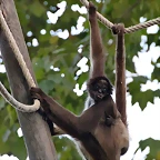 Zoo de Barcelona 22-08-11 465_resize