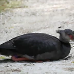 Zoo de Barcelona 22-08-11 148_resize