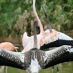 Zoo de Barcelona 22-08-11 410_resize