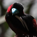 Zoo de Barcelona 22-08-11 601_resize