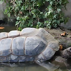 Zoo de Barcelona 22-08-11 433_resize