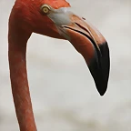 Zoo de Barcelona 22-08-11 156_resize
