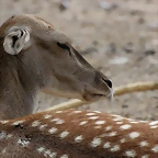 Zoo de Barcelona 22-08-11 443_resize
