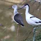 Zoo de Barcelona 22-08-11 146_resize