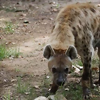 Zoo de Barcelona 22-08-11 362_resize