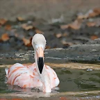 Zoo de Barcelona 22-08-11 429_resize