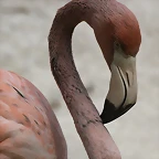 Zoo de Barcelona 22-08-11 158_resize
