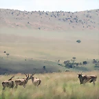 Kgaswane Nature Reserve 14-02-09 086