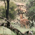 Kgaswane Nature Reserve 14-02-09 345