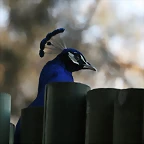 Zoo de Barcelona 09-02-11 517