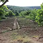 tabla de la huerta