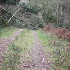 s arbol pista