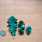 IMG_20180526_112810
