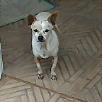 dani 007