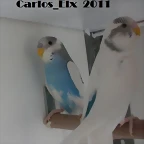 3 y 4 pollo  16-4-11