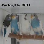 los 4 16-4-11