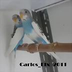1 y 2 pollo  16-4-11