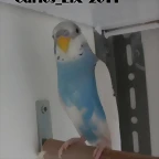 4 pollo  16-4-11