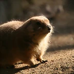 Zoo de Barcelona 23-01-11 827