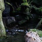 Zoo de Barcelona 23-01-11 809