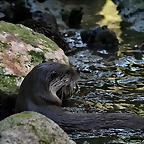 Zoo de Barcelona 23-01-11 823