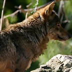 Zoo de Barcelona 23-01-11 869