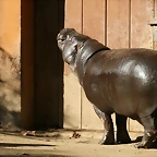 Zoo de Barcelona 23-01-11 854