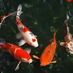 Peces Koi