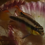 Pelvicachromis pulcher 2 (10-5-23 Zaragoza)