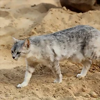 Zoo de Barcelona 03-03-12 358