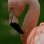 Zoo de Barcelona 15-02-11 727