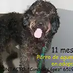 perro de aguas negro