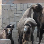 Zoo de Barcelona 24-08-11 1176