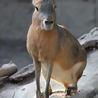Zoo de Barcelona 24-08-11 1239