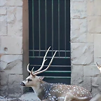 Zoo de Barcelona 24-08-11 1190