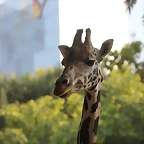 Zoo de Barcelona 24-08-11 1186