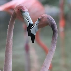 Zoo de Barcelona 24-08-11 1313