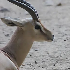 Zoo de Barcelona 24-08-11 1292