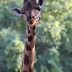 Zoo de Barcelona 24-08-11 1197