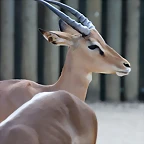 Zoo de Barcelona 24-08-11 1246