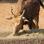 Zoo de Barcelona 24-08-11 706