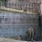 Zoo de Barcelona 24-08-11 1404